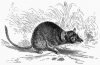 +mammal+Antechinus+ clipart