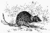 +mammal+Antechinus+ clipart