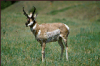 +mammal+Antelope+Pronghorn+ clipart