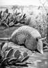 +mammal+Armadillo+illustration+ clipart