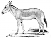 +mammal+Asiatic+Wild+Ass+Equus+onager+ clipart