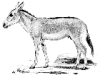 +mammal+Asiatic+Wild+Ass+Equus+onager+ clipart