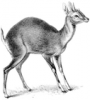 +mammal+Four+horned+Antelope+Tetracerus+quadricornis+ clipart