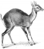 +mammal+Four+horned+Antelope+Tetracerus+quadricornis+ clipart