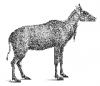 +mammal+Nilgai+antelope+Boselaphus+tragocamelus+ clipart