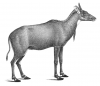 +mammal+Nilgai+antelope+Boselaphus+tragocamelus+ clipart