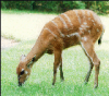 +mammal+Sitatunga+antelope+ clipart