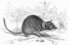 +mammal+Yellow+footed+Antechinus+ clipart