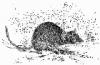 +mammal+Yellow+footed+Antechinus+ clipart