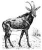 +mammal+antelope+(Sable)+ clipart