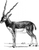 +mammal+antelope+ clipart