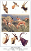+mammal+types+of+antelope+ clipart