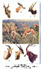 +mammal+types+of+antelope+ clipart