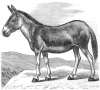 +mammal+wild+ass+Equus+onager+ clipart