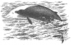 +marine+mammal+Cuviers+beaked+whale+Ziphius+cavirostris+ clipart