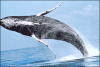 +marine+mammal+Humpback+whale+breaching+ clipart