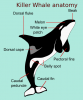 +marine+mammal+Orca+anatomy+ clipart