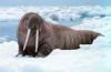 +marine+mammal+Walrus+on+ice+ clipart