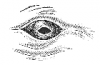 +marine+mammal+fin+whale+eye+ clipart