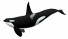 +marine+mammal+orca+ clipart