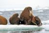 +marine+mammal+walrus+mother+w+pup+ clipart