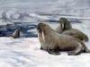 +marine+mammal+walrus+on+ice+ clipart