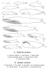 +marine+mammal+whale+sizes+ clipart