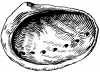 +sealife+Abalone+ clipart