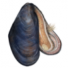 +sealife+Blue+mussel+Mytilus+edulis+ clipart