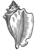 +sealife+Conch+BW+ clipart