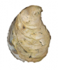 +sealife+Eastern+oyster+Crassotrea+virginica+ clipart