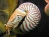 +sealife+Nautilus+picture+ clipart