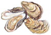 +sealife+Oysters+isolated+ clipart