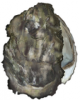 +sealife+Pacific+oyster+Crassostrea+gigas+ clipart