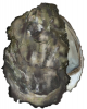 +sealife+Pacific+oyster+Crassostrea+gigas+ clipart