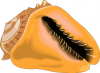 +sealife+seashell+04+ clipart