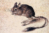 +animal+Gerbil+old+painting+ clipart