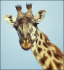 +animal+Giraffe+portrait+ clipart