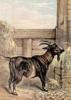 +animal+farm+goat+painting+ clipart