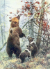 +animal+mammal+Ursidae+Russian+brown+bear+w+cubs+ clipart