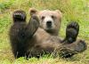 +animal+mammal+Ursidae+bear+Kodiak+brown+ clipart