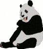 +animal+mammal+Ursidae+large+panda+eating+ clipart