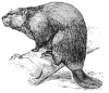 +animal+Castor+rodent+beaver+on+log+ clipart
