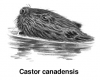 +animal+Castor+rodent+beaver+with+label+ clipart