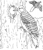 +line+art+outline+Coloring+Book+Woodpecker+ clipart