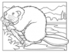 +line+art+outline+beaver+coloring+page+ clipart