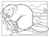 +line+art+outline+beaver+coloring+page+ clipart