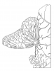 +line+art+outline+butterfly+coloring+page+ clipart