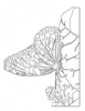 +line+art+outline+butterfly+coloring+page+ clipart