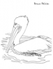 +line+art+outline+pelican+coloring+page+ clipart